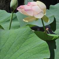 Discover Nature’s Beauty at Palermo Botanical Gardens