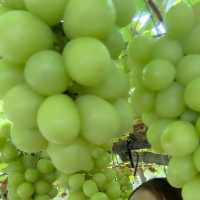 Picking grapes 