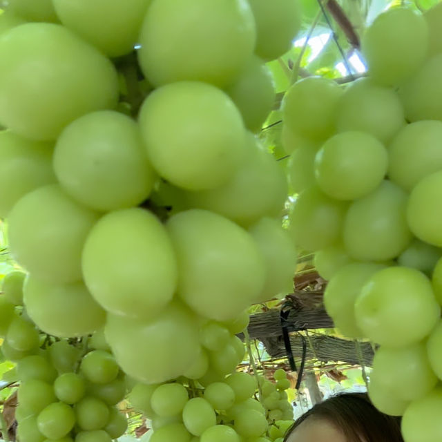 Picking grapes 