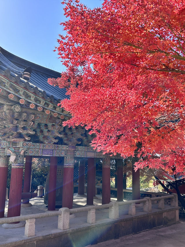 🇰🇷慶洲✈️世界文化遺產「佛國寺불국사」🍁