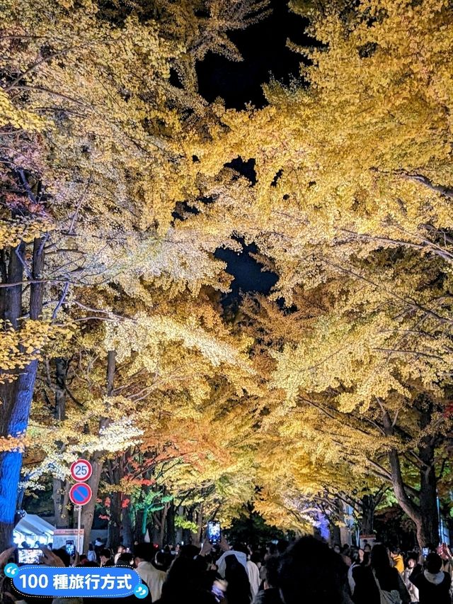 賞銀杏最佳景點：北海道大學銀杏併木大道