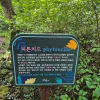 제주 비자림