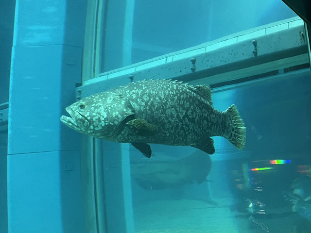 Dive Into Wonder: Exploring Osaka Aquarium Kaiyukan