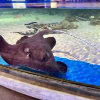 A Fascinating Experience at Underworld Langkawi Aquarium