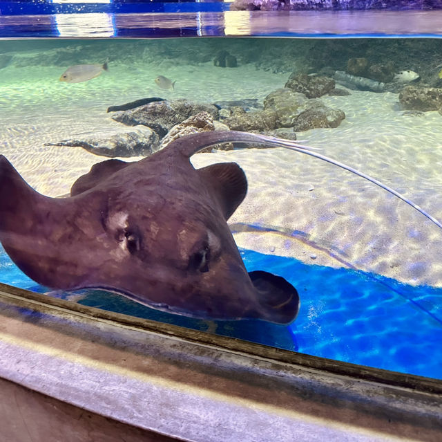 A Fascinating Experience at Underworld Langkawi Aquarium