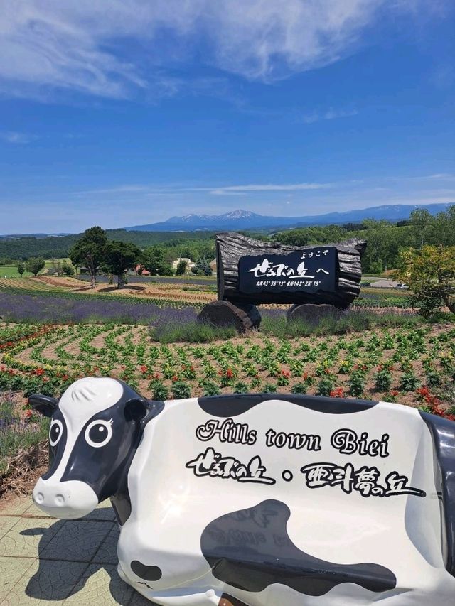 【ぜるぶの丘:北海道美瑛町】鮮やかなお花がたくさん見れるぜるぶの丘🌷