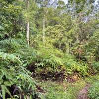"Discover Nature with a Scenic Hike at Bukit Kepayang, Seremban"