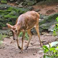 Zoobic Safari - The Jungle Outta City.