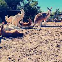 Caversham Wildlife Park in Perth is a must-visit for animal lovers 