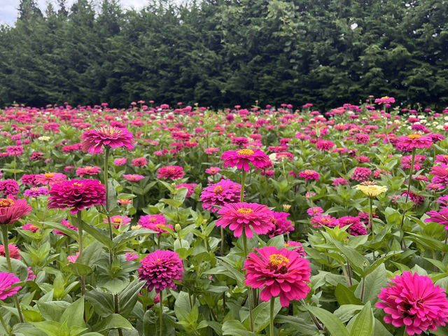 国営アルプスあづみの公園@長野・安曇野🌻