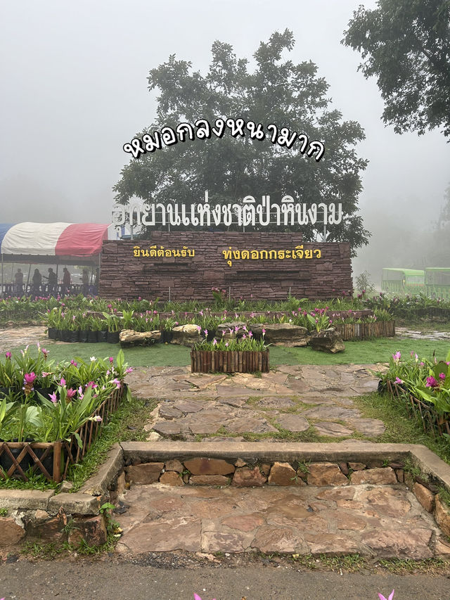 🌷เที่ยวชมทุ่งดอกกระเจียว จ.ชัยภูมิ