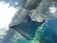 【港区】品川にある人気水族館🐬🐟