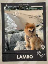 พาน้องหมามาเดินเล่นทะเล🐶🏖️