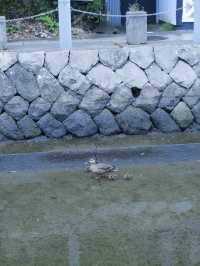 日本靜岡縣：在復古的柳樹林道「佩里之路」散步