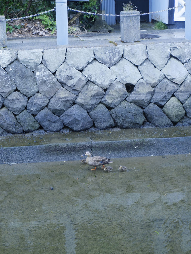 日本靜岡縣：在復古的柳樹林道「佩里之路」散步
