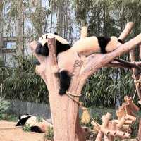 【韓国】遊園地と動物園がセットになったエバーラント🐼