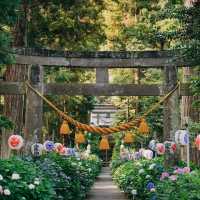 【栃木】紫陽花の時におすすめ神社