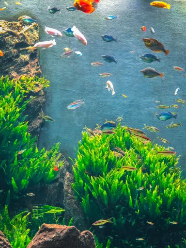 Okinawa] A spectacular aquarium in Naha ✨ DMM Kariyushi Aquarium