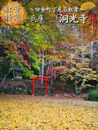 【ここ行って】本当は教えたくない🙅グラデーションが美しい穴場紅葉🍁