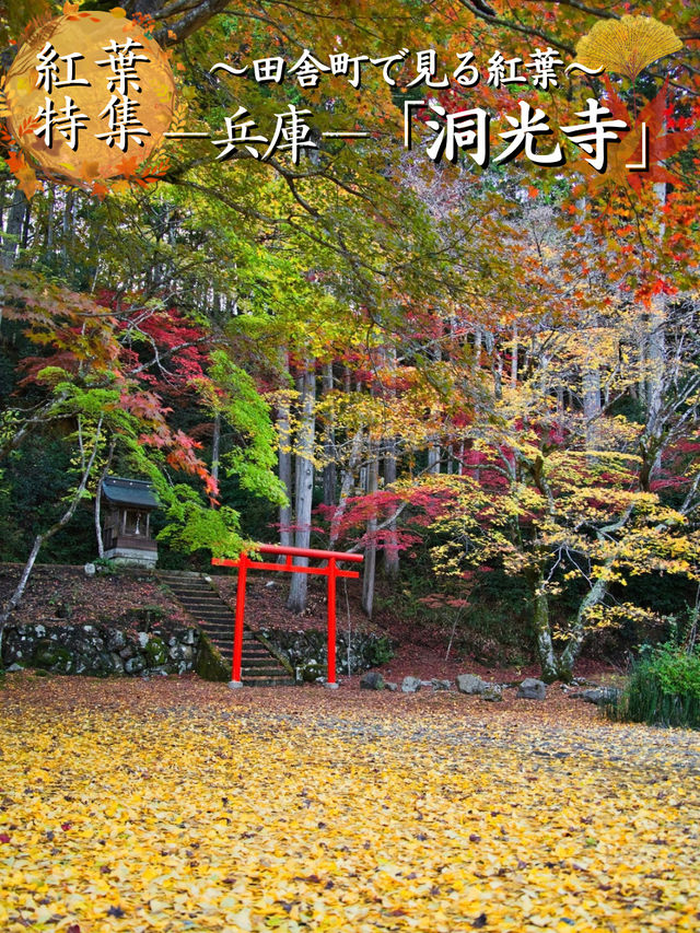 【ここ行って】本当は教えたくない🙅グラデーションが美しい穴場紅葉🍁