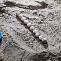 Sea Turtle laying eggs