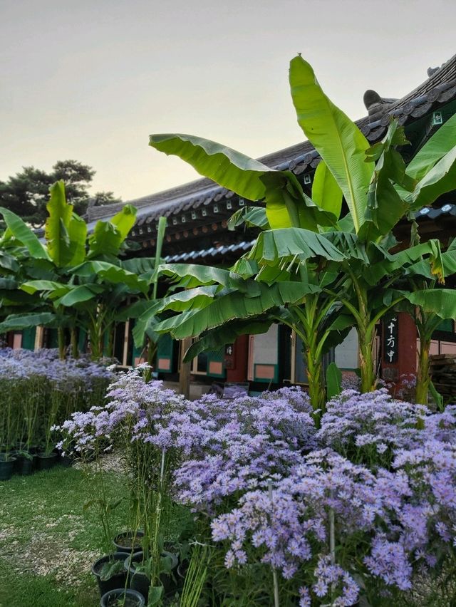 가을꽃 최강자 개미취꽃이 있는곳