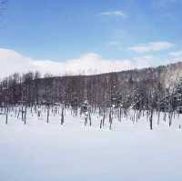 夢幻景觀的雪地