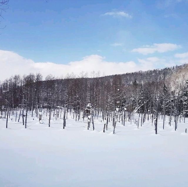 夢幻景觀的雪地