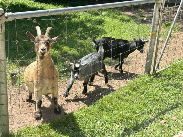 Viva Farm 🐑🐓สวนสัตว์แห่งแรกและแห่งเดียวของจันทบุ