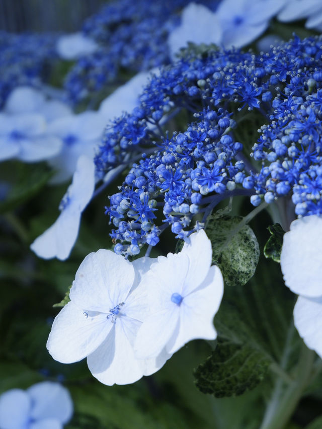 名古屋打卡聖地：形原溫泉紫陽花祭 