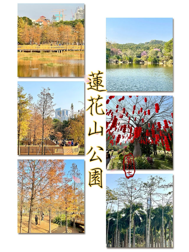 蓮花山公園-深圳市區最受歡迎公園，豐富的生態環境和多樣的景觀