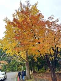北海道　札幌観光　北海道神宮2024 紅葉の神宮を散策してみた！