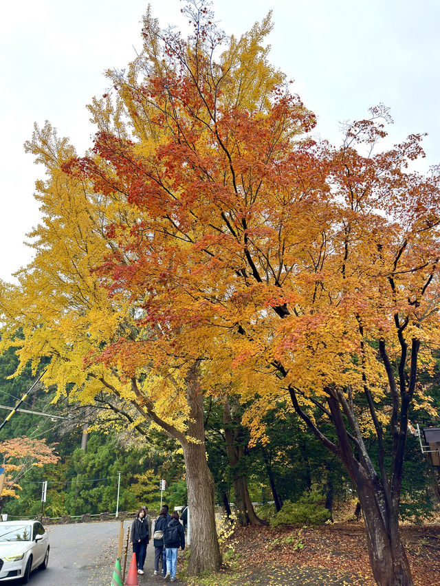 北海道　札幌観光　北海道神宮2024 紅葉の神宮を散策してみた！