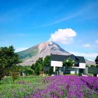 Purple Paradise: Discover the Tranquil Beauty of Lavender Farm Berastagi