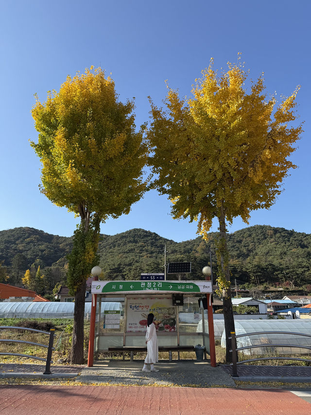  청주에도 있다! 530년 전통의 거대한 은행나무💛