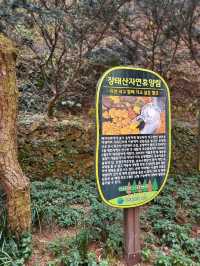 역대급 키큰 메타세콰이어가 있는 휴양림