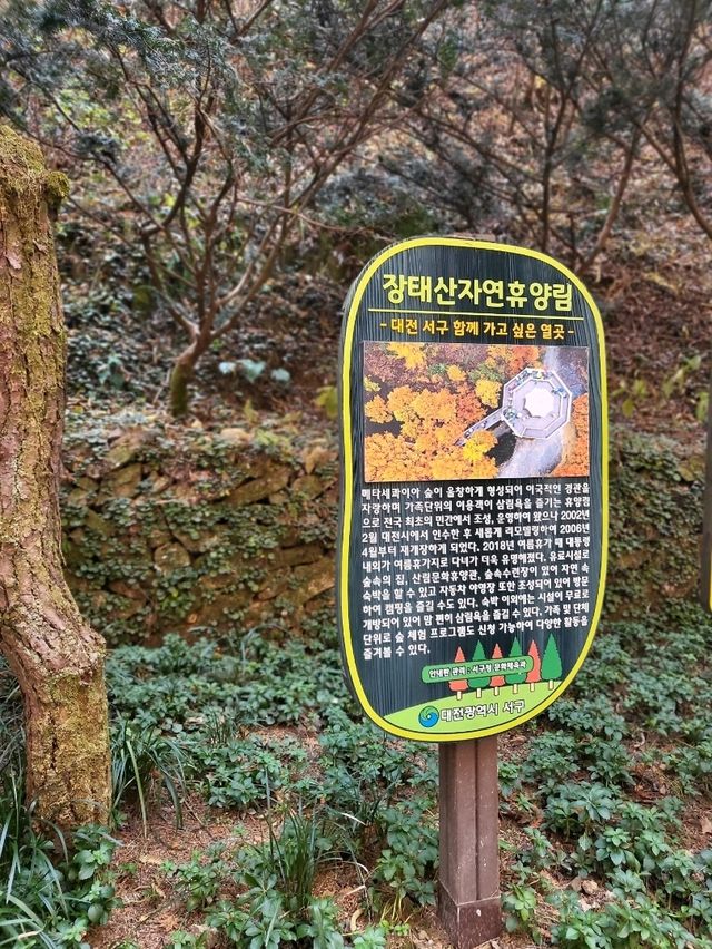 역대급 키큰 메타세콰이어가 있는 휴양림