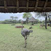 A funny ostrich at Nguuni