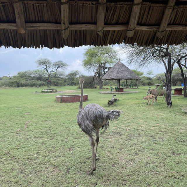 A funny ostrich at Nguuni