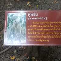 หุบป่าตาด