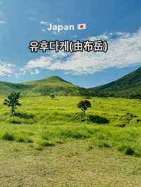푸르른 녹음의 싱그런 유후다케(由布岳)! 😍🏔️