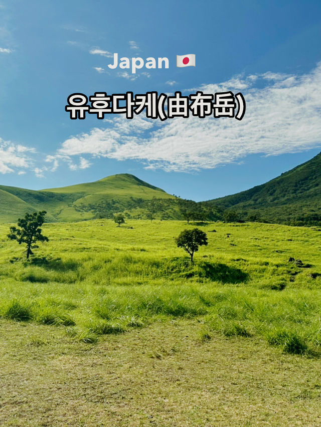 푸르른 녹음의 싱그런 유후다케(由布岳)! 😍🏔️
