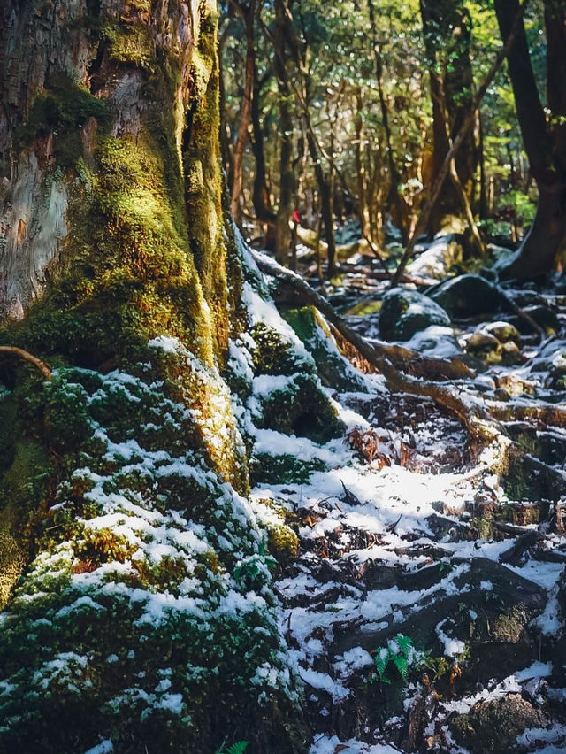 冬の白谷雲水峡❄️屋久島の神秘的な森へ