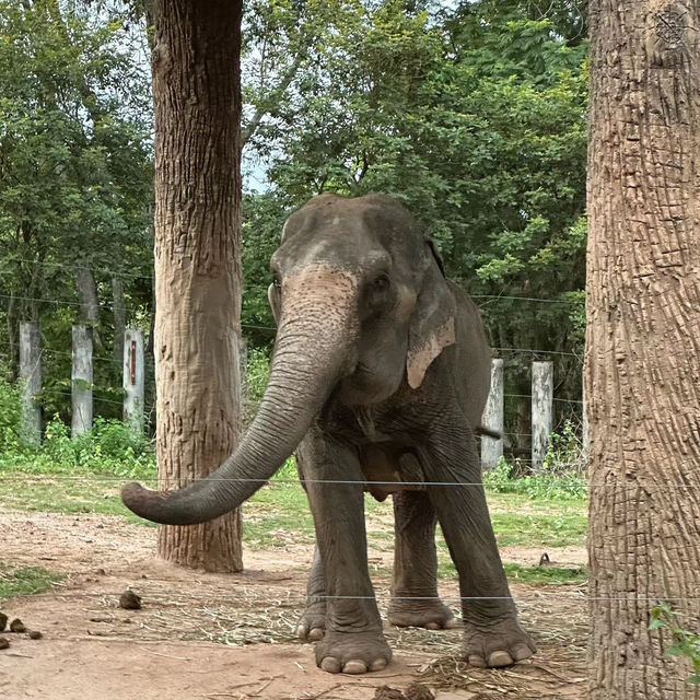 曼谷Safari World-與野生動物的魔法日程