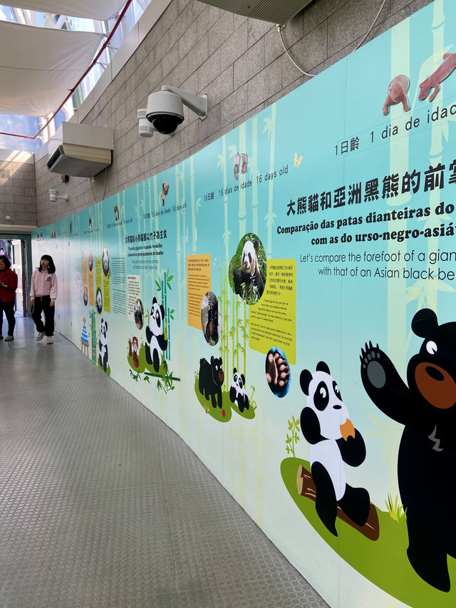 🐼😍澳門大熊貓館｜澳門親子行程景點推薦🧑‍🧑‍🧒‍🧒🧍‍♂️🧍‍♀️