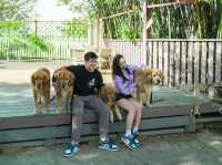 新竹｜超萌寵物餐廳竟然有11隻黃金獵犬！