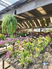 AIRORCHIDS SUPERMARKET