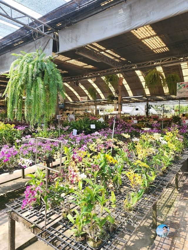 AIRORCHIDS SUPERMARKET