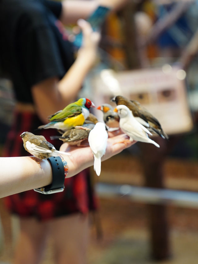 韓國｜韓國竟然有室內動物園，超近距離與小動物互動！