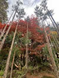 One-Hour Sojourn at Ryoan-ji Temple